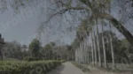 Lodhi Garden Park - Log, colour and B&W - Image 3