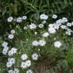 Bellis Perennis Flowers - Log, colour and B&W