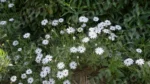 Bellis Perennis Flowers - Log, colour and B&W