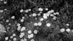 Bellis Perennis Flowers - Log, colour and B&W - Image 2