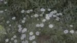 Bellis Perennis Flowers - Log, colour and B&W - Image 3