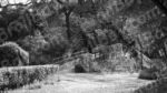 Lodhi Garden Park - Log, colour and B&W - Image 2