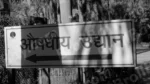 Medicinal Garden Board - Log, colour and B&W - Image 2