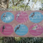 Billboard Titled BIRDS IN LODI GARDEN - Log , colour and B&W