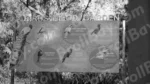 Billboard Titled BIRDS IN LODI GARDEN - Log , colour and B&W - Image 2