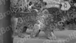 Animal Sculpture Made from Scrap Metal Parts - Log, colour and B&W - Image 2