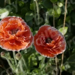 Poppy Flower - Log, colour and B&W