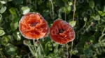 Poppy Flower - Log, colour and B&W