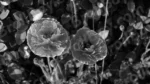 Poppy Flower - Log, colour and B&W - Image 2
