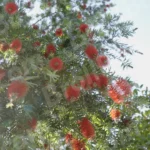 Flowers on a Tree - Log, colour and B&W