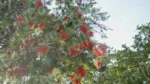 Flowers on a Tree - Log, colour and B&W