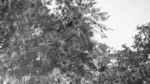 Flowers on a Tree - Log, colour and B&W - Image 2