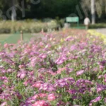 Flowers in a Park - Log, colour and B&W