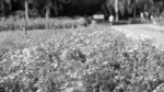 Flowers in a Park - Log, colour and B&W - Image 2