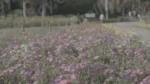 Flowers in a Park - Log, colour and B&W - Image 3