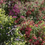 Lots of Flowers in a Side Walk - Log, colour and B&W