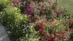 Lots of Flowers in a Side Walk - Log, colour and B&W