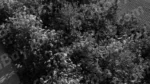 Lots of Flowers in a Side Walk - Log, colour and B&W - Image 2