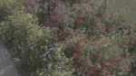 Lots of Flowers in a Side Walk - Log, colour and B&W - Image 3
