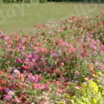 Flowers in a Park - Log, colour and B&W