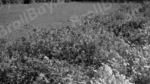 Flowers in a Park - Log, colour and B&W - Image 2