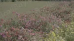 Flowers in a Park - Log, colour and B&W - Image 3