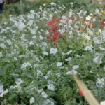 Flowers in a Garden - Log, colour and B&W