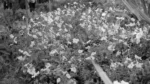 Flowers in a Garden - Log, colour and B&W - Image 2