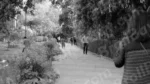 People Walking on a Sidewalk in a Park - Log, colour and B&W - Image 2