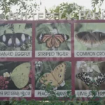 Signage of Butterfly Names & Photos in a Park - Log, colour and B&W