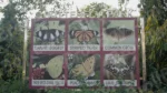 Signage of Butterfly Names & Photos in a Park - Log, colour and B&W