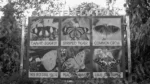 Signage of Butterfly Names & Photos in a Park - Log, colour and B&W - Image 2
