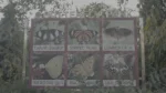 Signage of Butterfly Names & Photos in a Park - Log, colour and B&W - Image 3