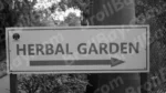 Garden Board - Log, colour and B&W - Image 2