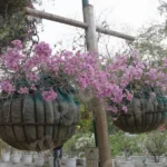 Hanging Flower Bowls - Log, colour and B&W