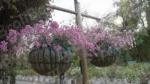 Hanging Flower Bowls - Log, colour and B&W