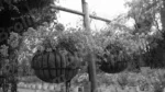 Hanging Flower Bowls - Log, colour and B&W - Image 2