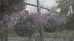 Hanging Flower Bowls - Log, colour and B&W - Image 3