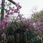 Flowers on a Trees - Log, colour and B&W
