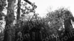 Flowers on a Trees - Log, colour and B&W - Image 2