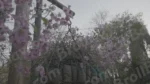 Flowers on a Trees - Log, colour and B&W - Image 3