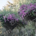 Flowers on a Trees - Log, colour and B&W