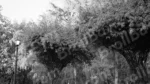 Flowers on a Trees - Log, colour and B&W - Image 2