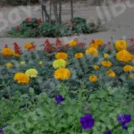 Flowers - Log, colour and B&W