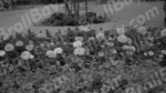 Flowers - Log, colour and B&W - Image 2