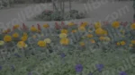 Flowers - Log, colour and B&W - Image 3