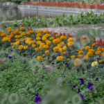 Flowers in a Park - Log, colour and B&W