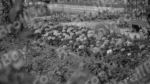 Flowers in a Park - Log, colour and B&W - Image 2