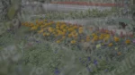 Flowers in a Park - Log, colour and B&W - Image 3