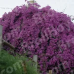 Flowers on a Tree - Log , colour and B&W
